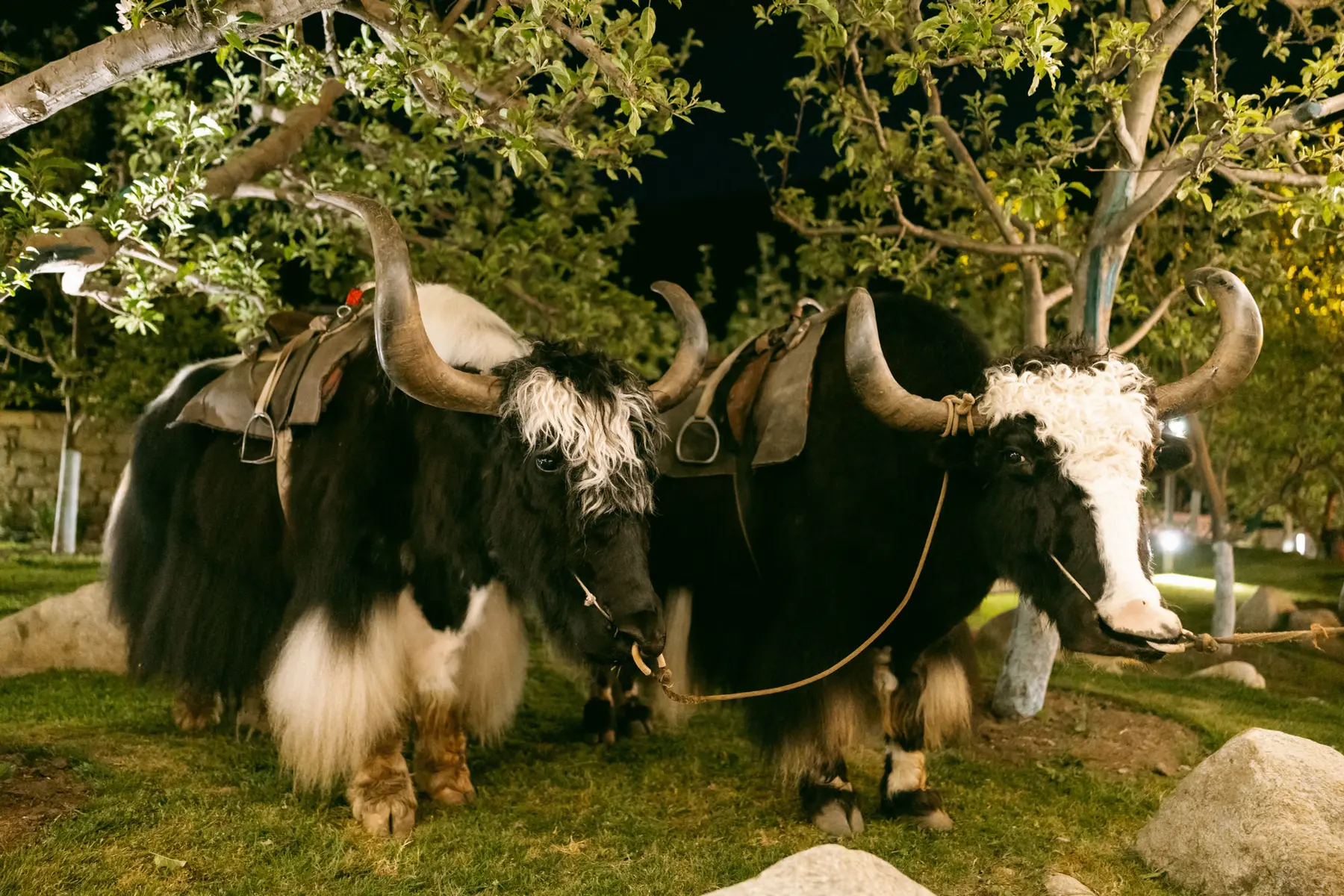 High Altitude, Low Rules — Mongolian-inspired celebration décor by Sage & Saaj